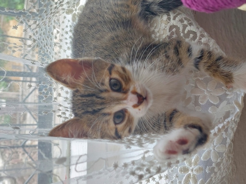 Tekir Kedi, Kedi  İsmini siz belirleyin fotoğrafı