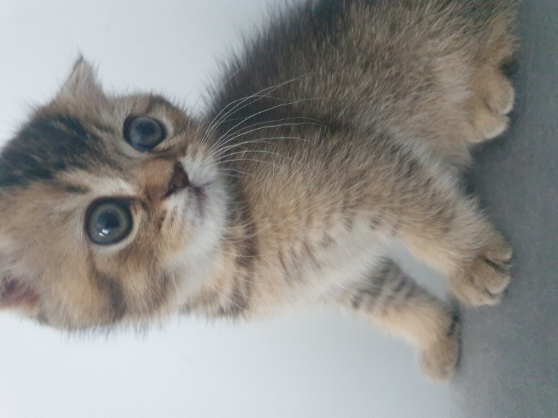 Scottish Fold, Kedi  Bella fotoğrafı