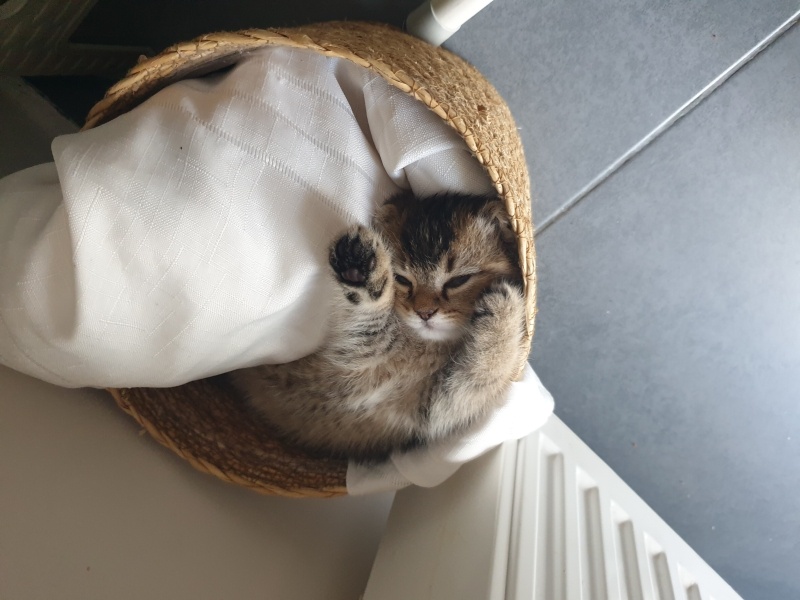 Scottish Fold, Kedi  Bella fotoğrafı