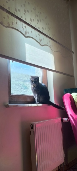 Scottish Fold, Kedi  Oscar fotoğrafı