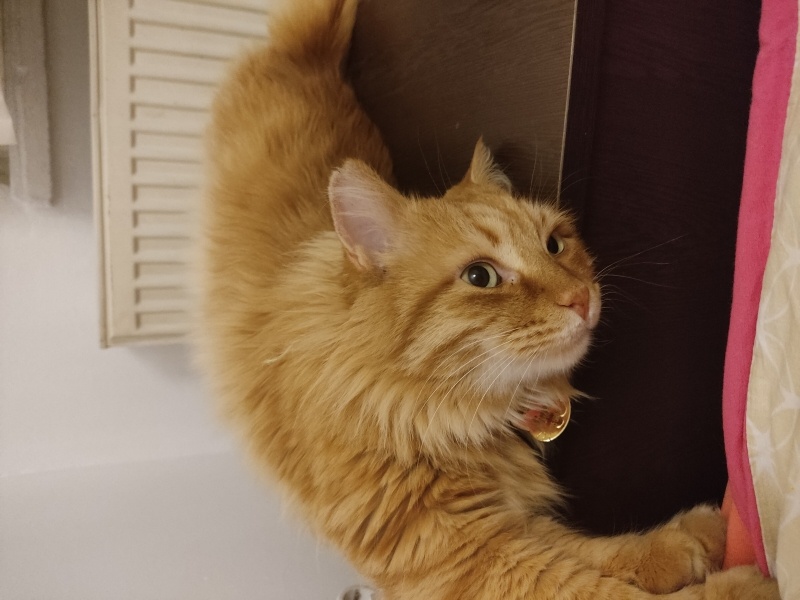 Sarman, Kedi  Minnoş fotoğrafı