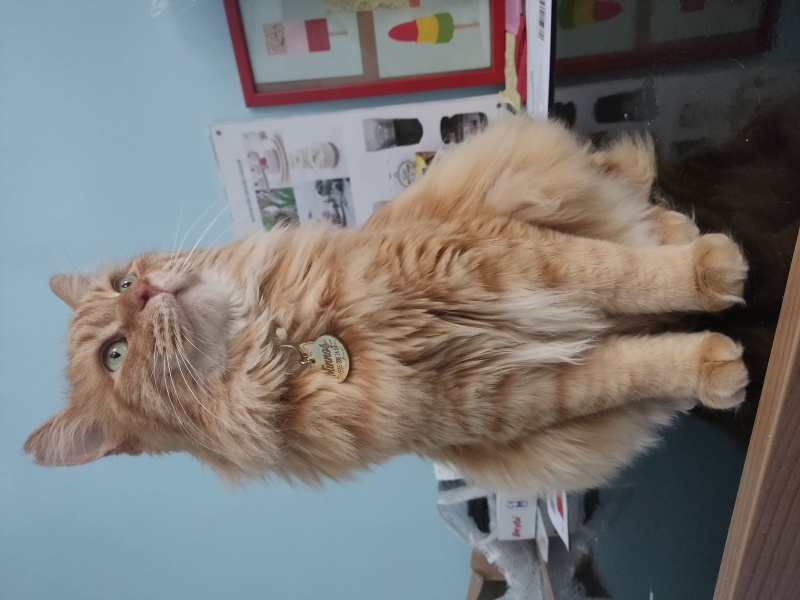 Sarman, Kedi  Minnoş fotoğrafı