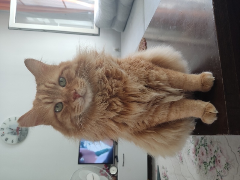 Sarman, Kedi  Minnoş fotoğrafı