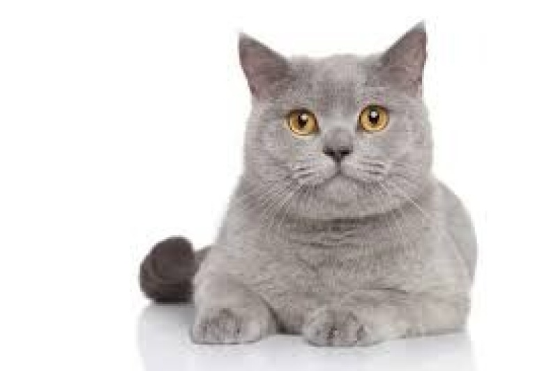 British Shorthair, Kedi  Yumuş fotoğrafı