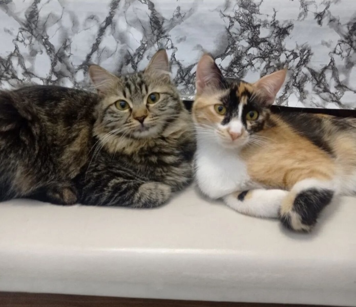 Tekir Kedi, Kedi  Eva fotoğrafı