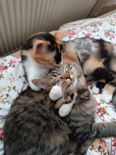 Tekir Kedi, Kedi  Eva fotoğrafı