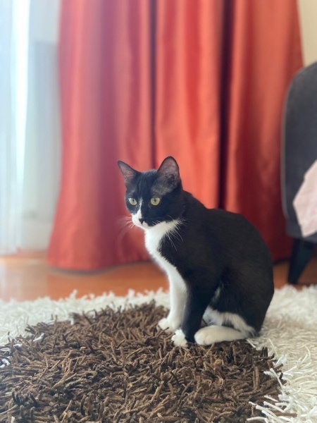 Tuxedo (Smokin) Kedi, Kedi  Gece fotoğrafı