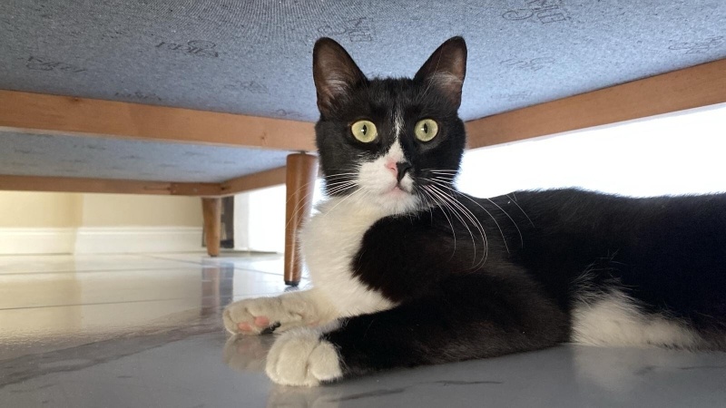 Tuxedo (Smokin) Kedi, Kedi  Gece fotoğrafı