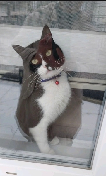 Tuxedo (Smokin) Kedi, Kedi  Gece fotoğrafı