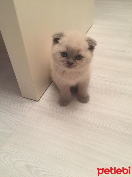 Scottish Fold, Kedi  MİA fotoğrafı