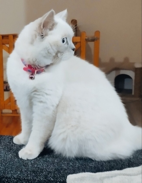 Scottish Fold, Kedi  Şanslı fotoğrafı
