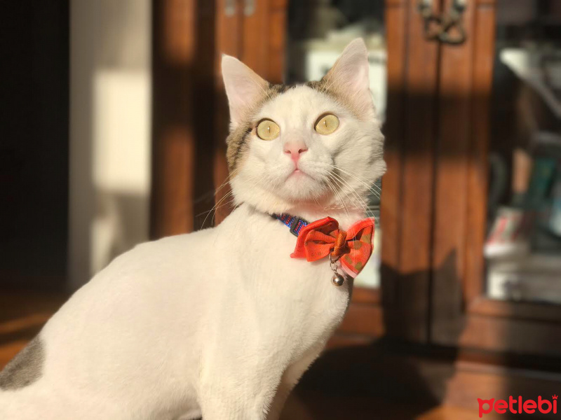 Tekir Kedi, Kedi  jelibon fotoğrafı