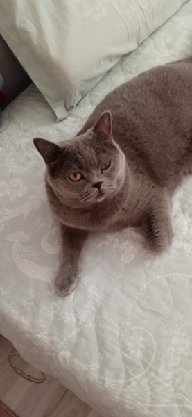 British Shorthair, Kedi  YAMAN fotoğrafı