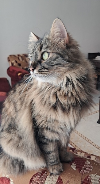 Norwegian Forest, Kedi  Jelibon fotoğrafı