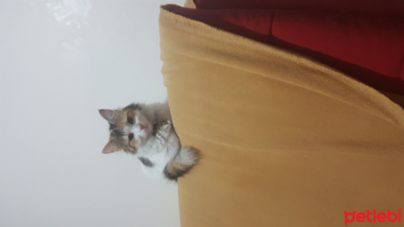 American Wirehair, Kedi  Pamuk fotoğrafı