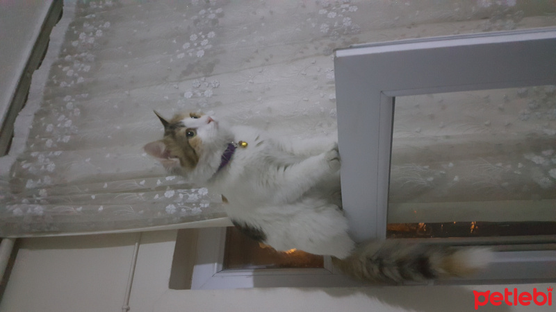 American Wirehair, Kedi  Pamuk fotoğrafı