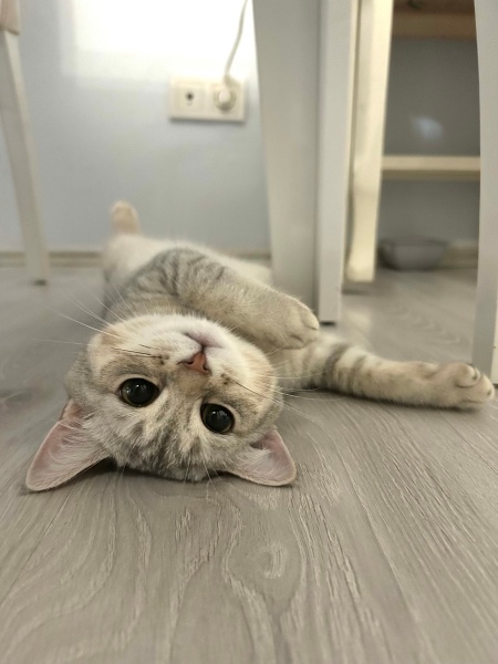 British Shorthair, Kedi  Karya fotoğrafı