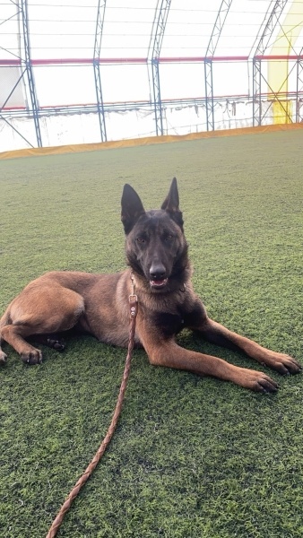 Belçika Malinois, Köpek  Asena fotoğrafı