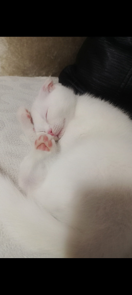 Scottish Fold, Kedi  Prens fotoğrafı
