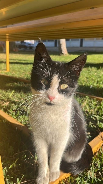 Tuxedo (Smokin) Kedi, Kedi  Felix fotoğrafı