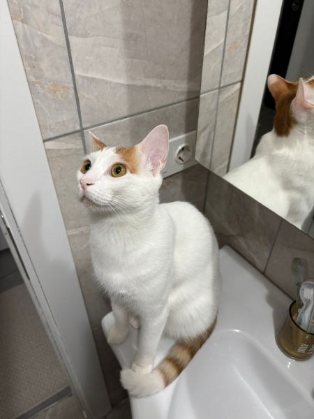 Tekir Kedi, Kedi  NOHUT fotoğrafı
