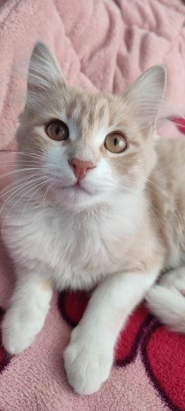 Tekir Kedi, Kedi  Yusi fotoğrafı