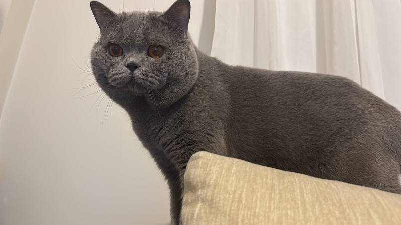 British Shorthair, Kedi  Gölge fotoğrafı