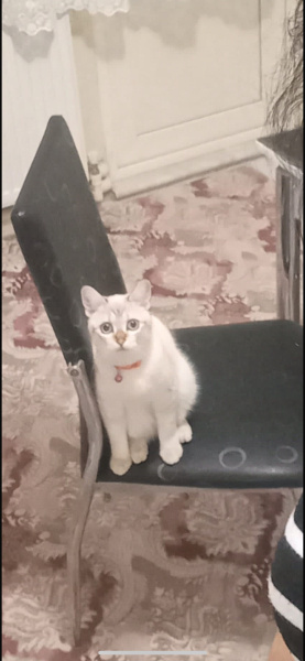 British Longhair, Kedi  Bihter fotoğrafı