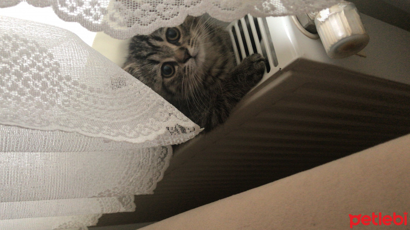 Chinchilla, Kedi  Venüs fotoğrafı