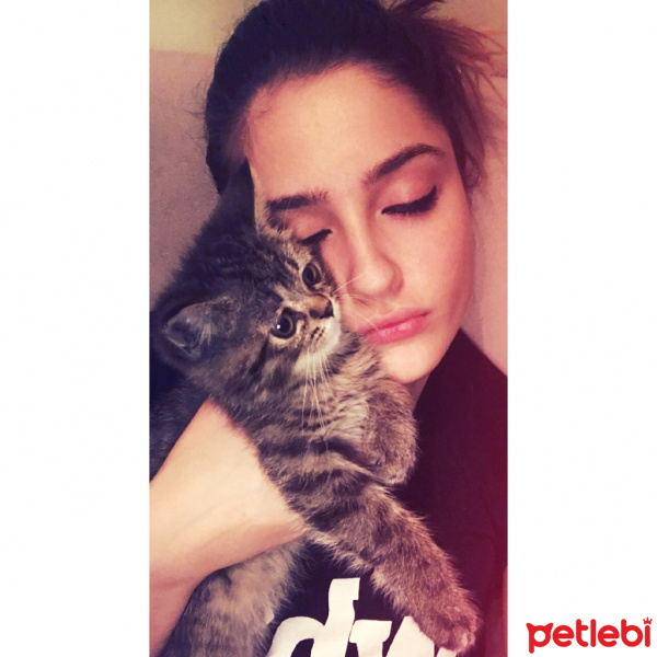 Chinchilla, Kedi  Venüs fotoğrafı