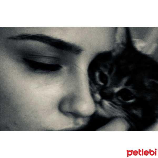 Chinchilla, Kedi  Venüs fotoğrafı