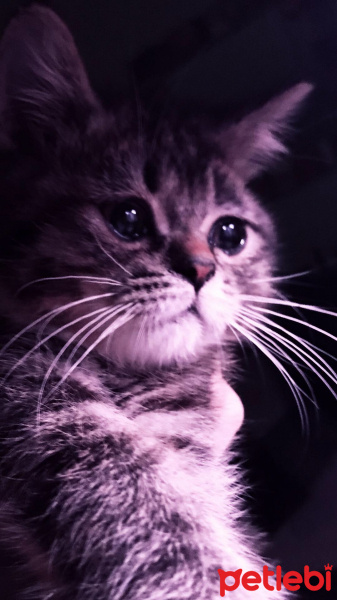 Chinchilla, Kedi  Venüs fotoğrafı