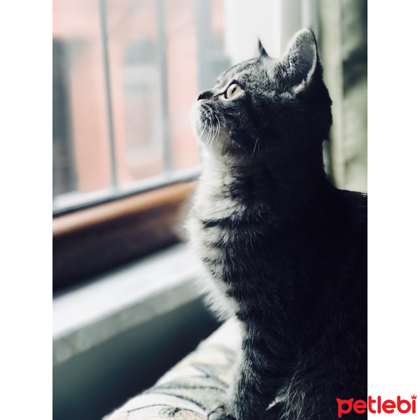 Chinchilla, Kedi  Venüs fotoğrafı