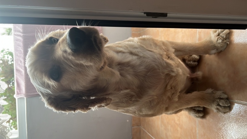 İngiliz Cocker Spaniel, Köpek  Tarçın fotoğrafı