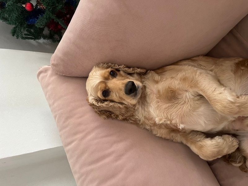 İngiliz Cocker Spaniel, Köpek  Tarçın fotoğrafı