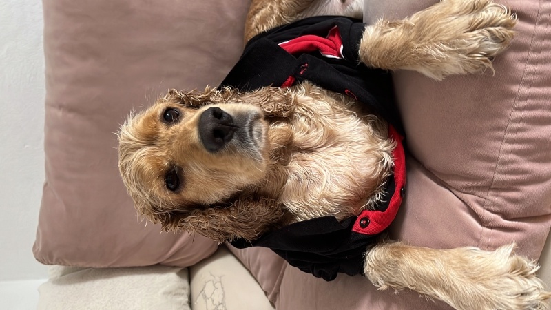 İngiliz Cocker Spaniel, Köpek  Tarçın fotoğrafı