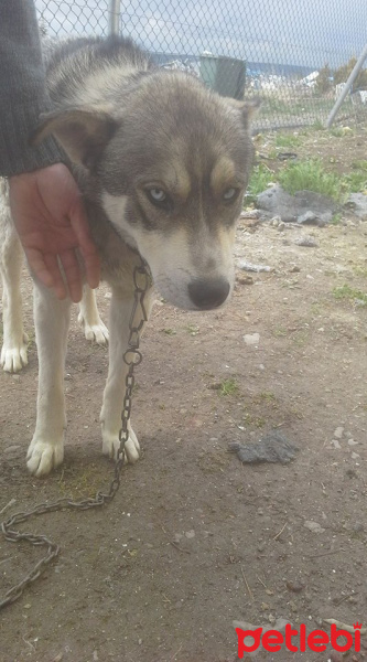 Sibirya Kurdu (Husky), Köpek  kolpa fotoğrafı