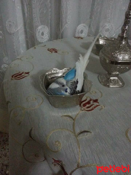 Sibirya Kurdu (Husky), Köpek  kolpa fotoğrafı