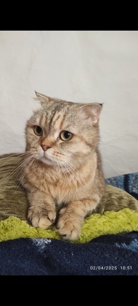 Scottish Fold, Kedi  Maya fotoğrafı