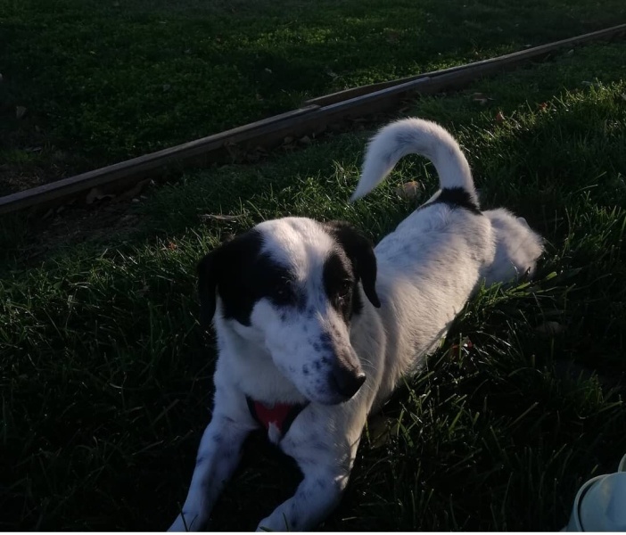 Jack Russell Terrier, Köpek  Rodos fotoğrafı