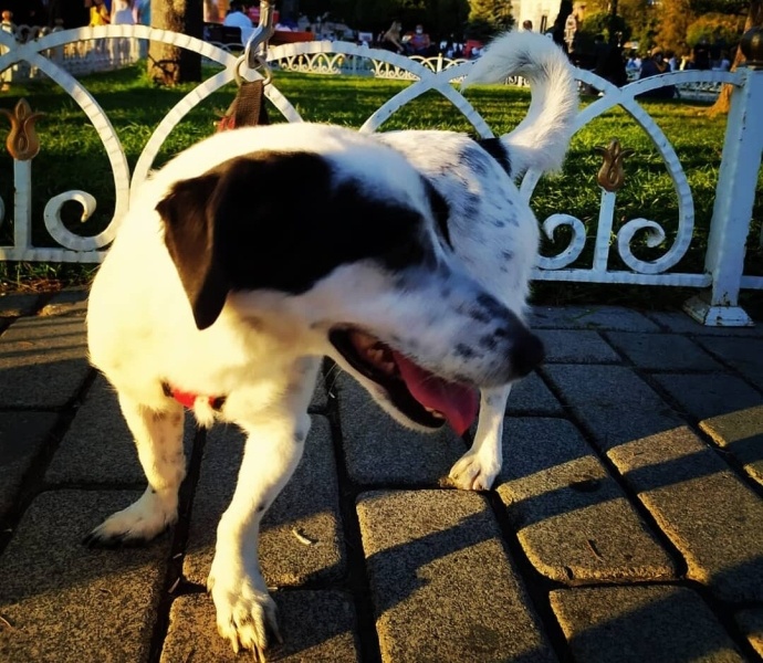 Jack Russell Terrier, Köpek  Rodos fotoğrafı
