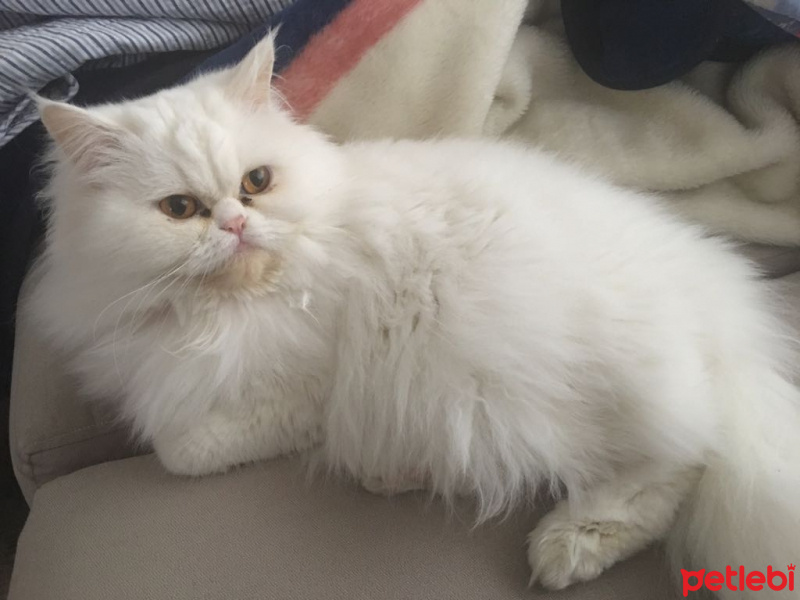 Chinchilla, Kedi  Pamuk fotoğrafı