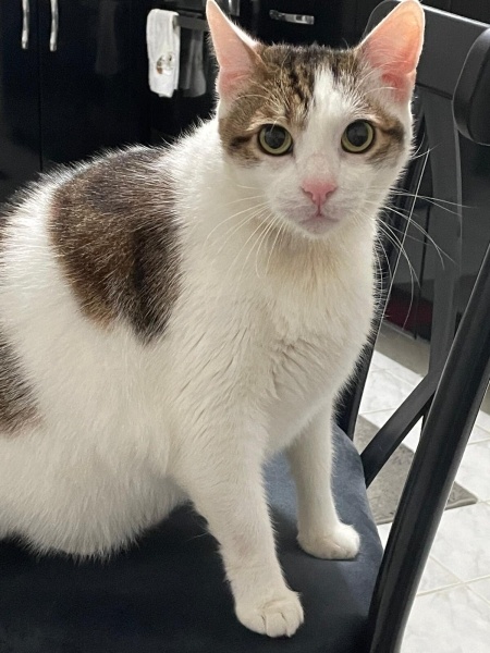 Tekir Kedi, Kedi  PATİ fotoğrafı