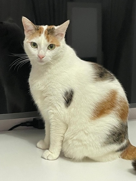 Tekir Kedi, Kedi  ŞİRİN fotoğrafı