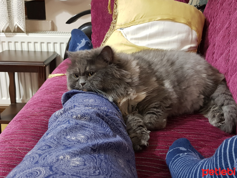 Chinchilla, Kedi  Pıtır  fotoğrafı