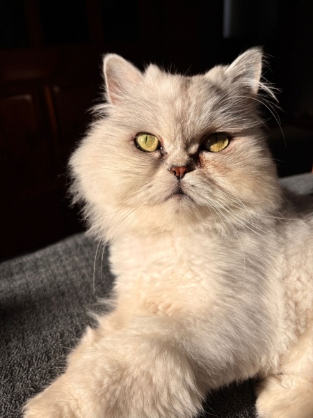 Chinchilla, Kedi  Sütlaç fotoğrafı