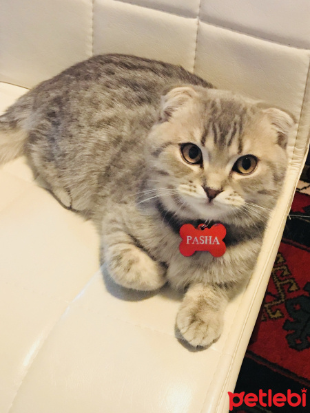 Scottish Fold, Kedi  pasha fotoğrafı