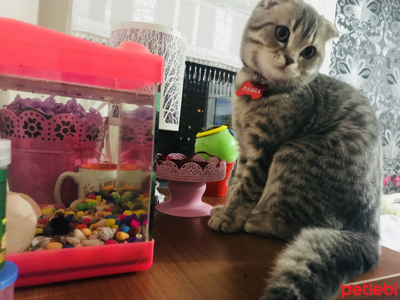 Scottish Fold, Kedi  pasha fotoğrafı