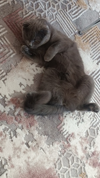 Scottish Fold, Kedi  Ruya fotoğrafı
