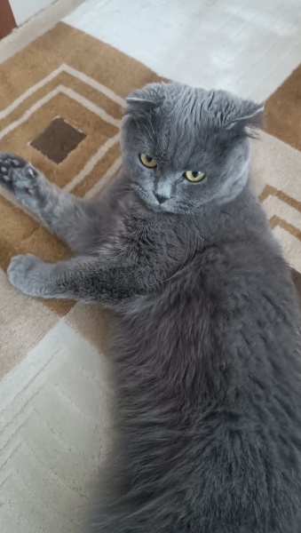 Scottish Fold, Kedi  Ruya fotoğrafı